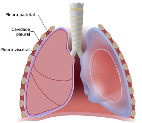 Pleura - Anatomia Humana - InfoEscola