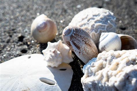 Group of sea creatures on sand - Creative Commons Bilder