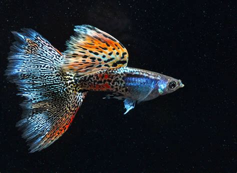 Where to Buy High-Quality Breeding Show Guppy in the Philippines