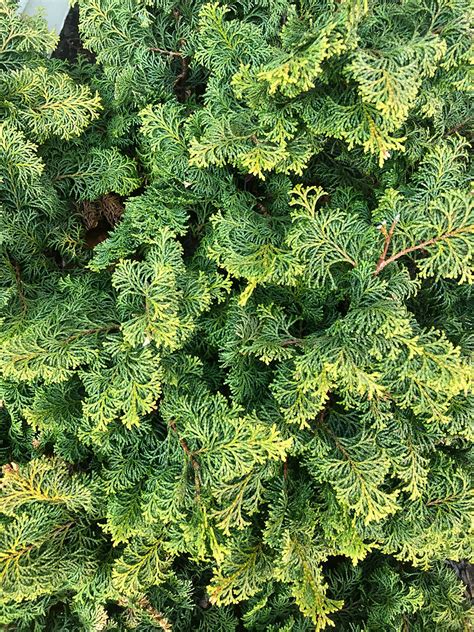 Hinoki Falsecypress | UMass Amherst Greenhouse Crops and Floriculture ...