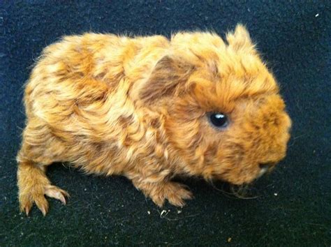 Baby Texel Guinea Pig! Pig Pics, Pig Pictures, Baby Guinea Pigs, Guinea ...