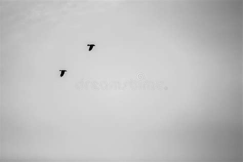 Two Birds Flying Together in the Sky Stock Photo - Image of flight ...