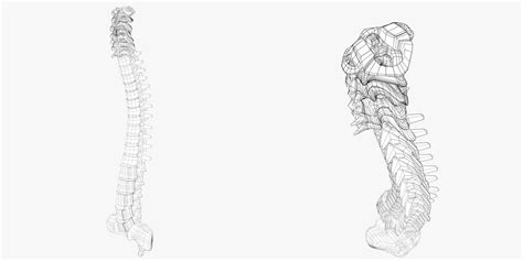 Anatomy - Human spine 1 3D Model $19 - .obj .unknown .fbx .blend ...