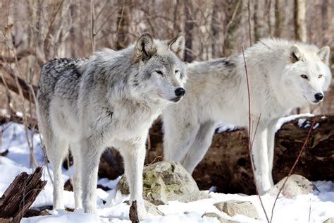 Facts About Tundra Wolves | Animals - mom.me