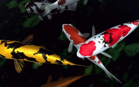 Yin Yang Koi Fish Wallpapers - Top Free Yin Yang Koi Fish Backgrounds ...