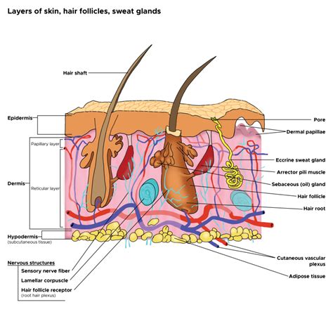 [Figure, Cross Section, Layers of the...] - StatPearls - NCBI Bookshelf