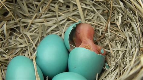 Bird lays bright blue eggs in nest: now watch what happens as they ...