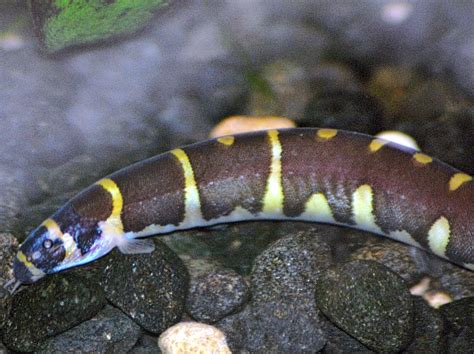 How To Care For Kuhli Loaches