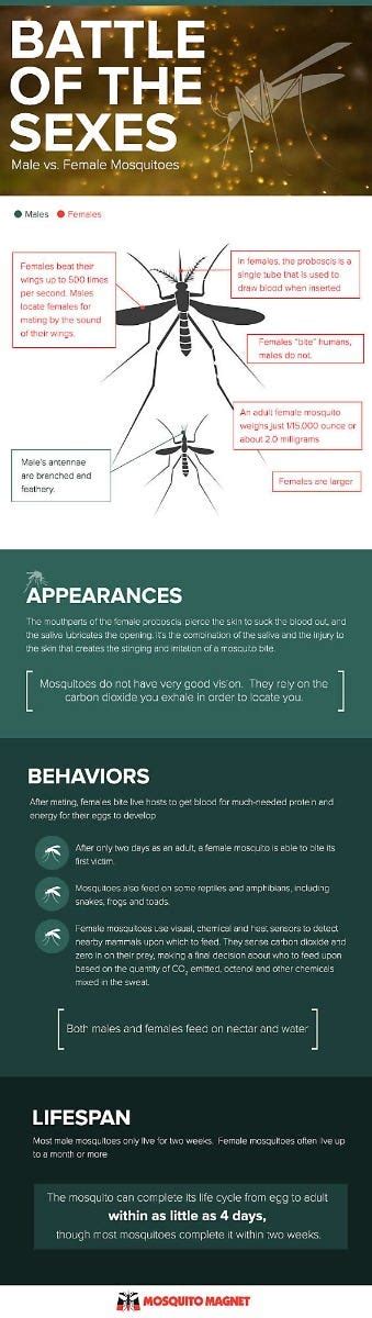 Differences between Male vs Female Mosquitoes