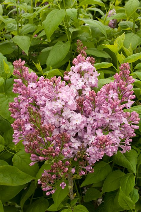 Lavender Lady Lilac | Blooming plants, Showy flowers, Lilac