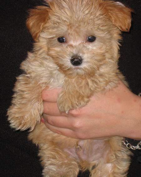 brown maltese puppies for sale | Animals | Pinterest | Maltese puppies ...