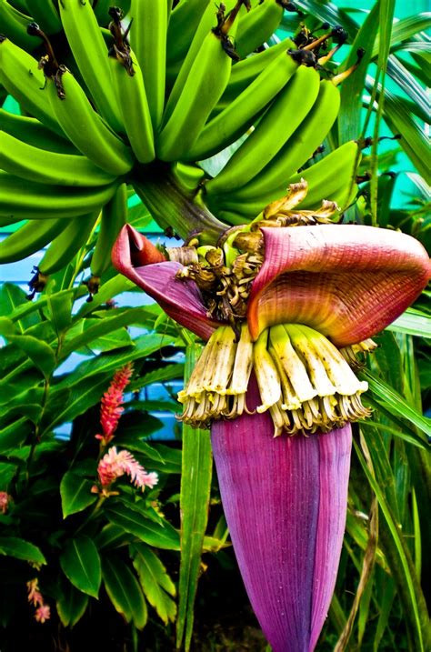 Pin de Jennifer Sengupta en Tropical botanicals | Plantas de banano ...