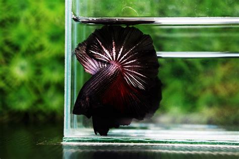 Complete Guide to Betta Fish Diseases and Treatment - Nice Betta ...