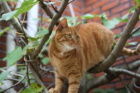 Scabies in Cats: Symptoms, Treatment, and Prevention | FirstVet