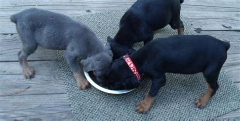 K 9 Security Dogs - AKC registered Doberman pups for sale