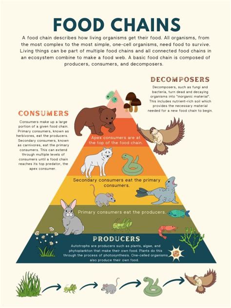 Classification Of Animals According To The Food They Eat