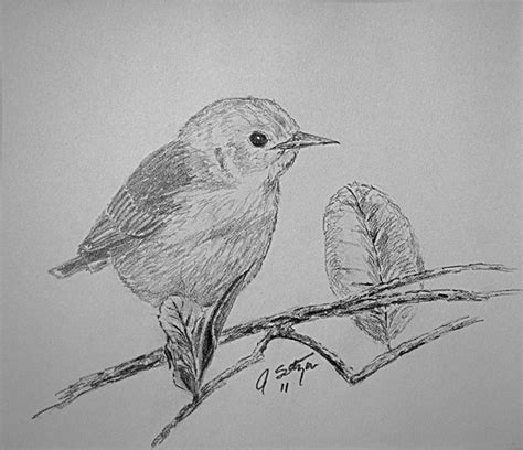 Perched Bird Drawing by Jason Sotzen - Fine Art America