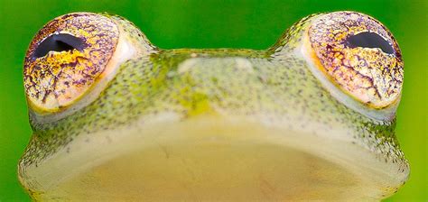 Glass Frog Eyes Photograph by Dirk Ercken