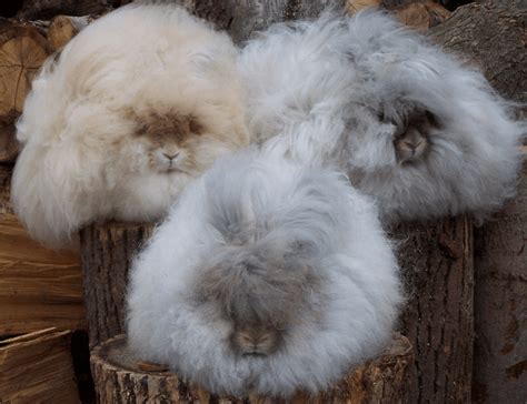 Kelinci Angora Jenis Serupa – Sinau