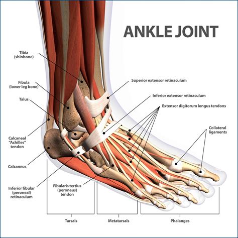 Ankle Modifications for Happy Joints - YogaToday Blog