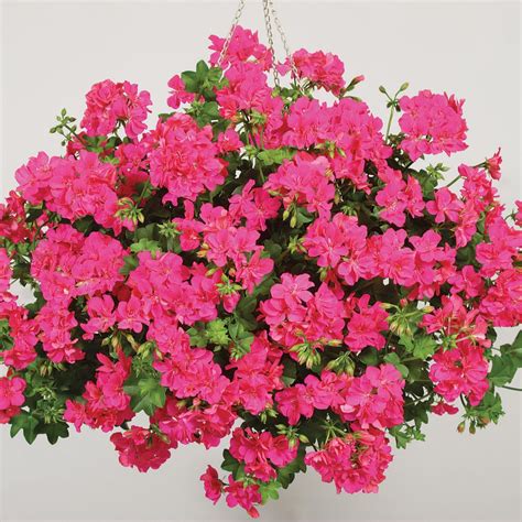 Hayloft Plants 10 x Temprano Geraniums Young Plants - QVC UK