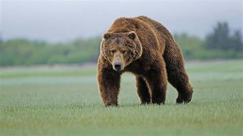 grizzly bear habitat image | Kodiak bear, Brown bear, Bear stuffed animal