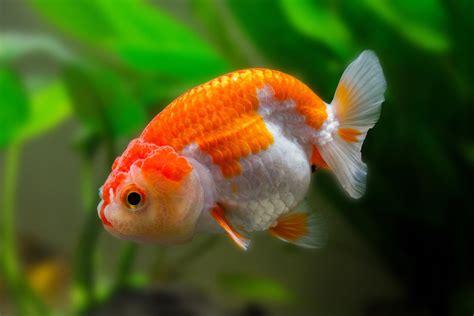 Ranchu Goldfish breed information | CatDogFish