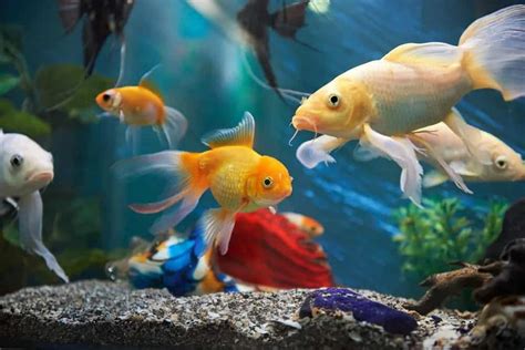 19 of the Best Online Fish Stores (for aquarium fish) – Nayturr