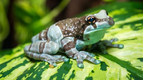 Amazon Milk Frog - The Houston Zoo