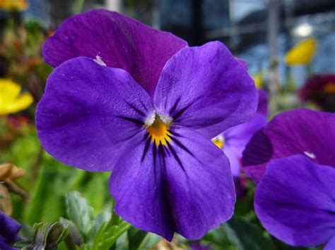 HD wallpaper: viola, flower, purple, macro, garden, nature, plant ...