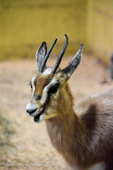 Little Dorcas Gazelle Photograph by Simone Van Bergen | Fine Art America