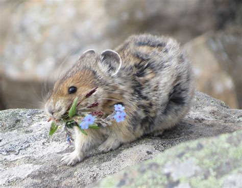 File:American pika (ochotona princeps) with a mouthful of flowers.jpg ...