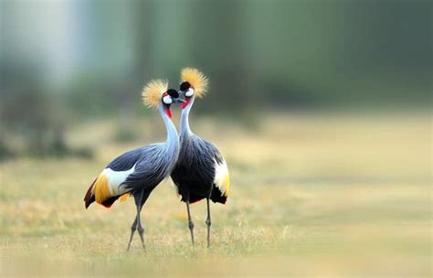 The Grey Crowned Crane | Uganda’s national bird | Uganda Birding