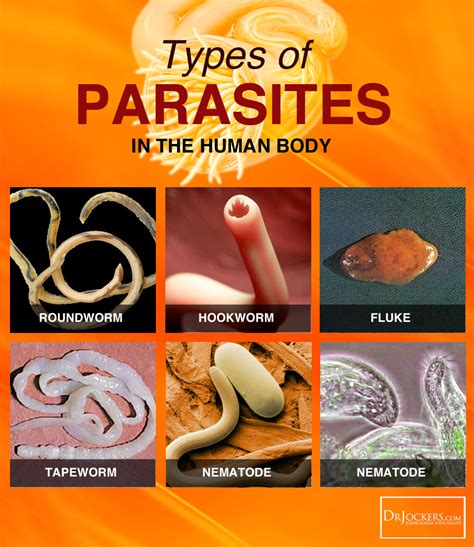 What Type of Parasites do You Have? - DrJockers.com