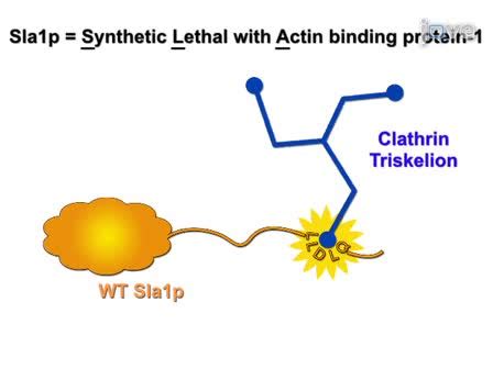 in vivo and in vitro studies of adaptor-clathrin interaction