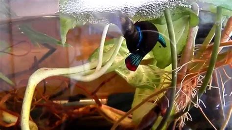 reproduction betta imbellis / peaceful betta breeding - YouTube