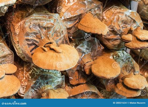 Lingzhi mushroom stock photo. Image of hypha, culture - 28831634