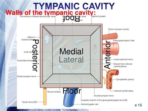 [DIAGRAM] Diagram Of Middle Ear Cavity - MYDIAGRAM.ONLINE