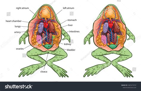 Skeletal System Of A Frog Ventral View