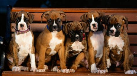 Boxer Puppies Wallpapers - Wallpaper Cave