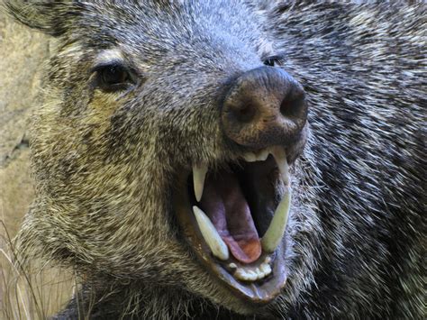 Javelina Bites 68-Year-Old Woman Attempting To Save Her Dogs From ...