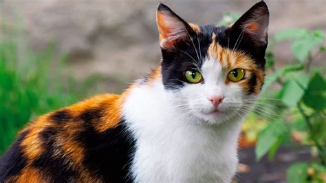 Different Types Of Calico Cats + Pictures & Facts