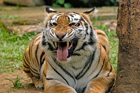 Bengal Tiger Roaring at the Zoo Stock Photo - Image of town ...