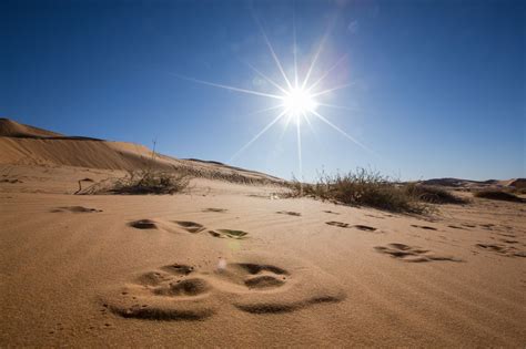 Learn About the Sahara Desert