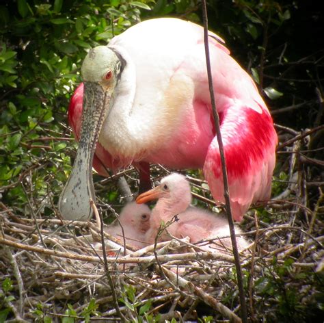 Temporary closures to Protect Roseate Spoonbills - Everglades National ...