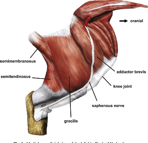 Figure 2 from The hip adductor muscle group in caviomorph rodents ...