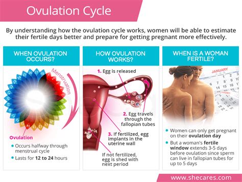 Ovulation Cycle: How does Ovulation Work? | SheCares