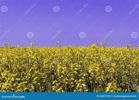 Agricultural Field Where Breeding Varieties of Rapeseed are Grown ...