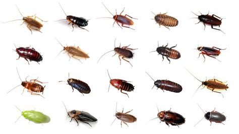 3+ Types Of Roaches With Best Pictures - The Cockroach Guide