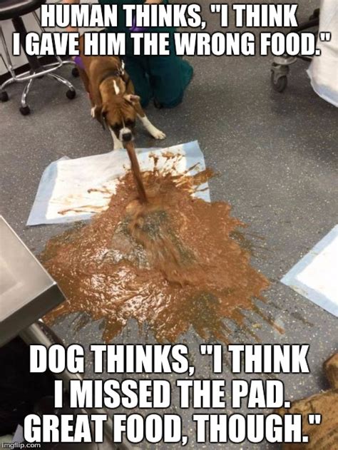 dog vomit Memes - Imgflip